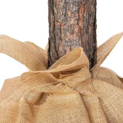 Apsnigta Kalėdų eglutė ant kamieno „Deimantinė pušis“ 160 cm